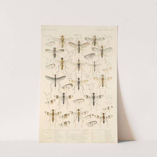 Insecta Diptera Pl 17 by Frederick DuCane Godman