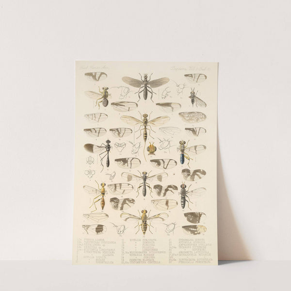 Insecta Diptera Pl 18 by Frederick DuCane Godman