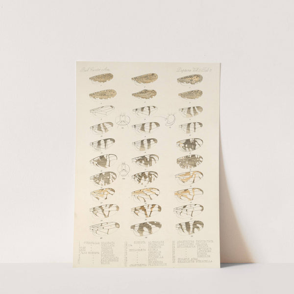 Insecta Diptera Pl 19 by Frederick DuCane Godman