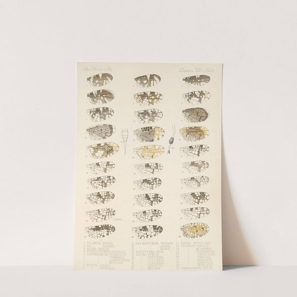 Insecta Diptera Pl 20 by Frederick DuCane Godman