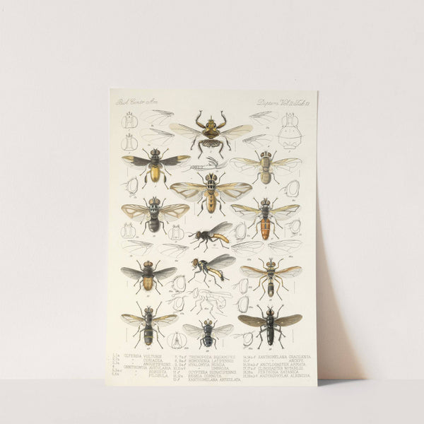 Insecta Diptera Pl 21 by Frederick DuCane Godman