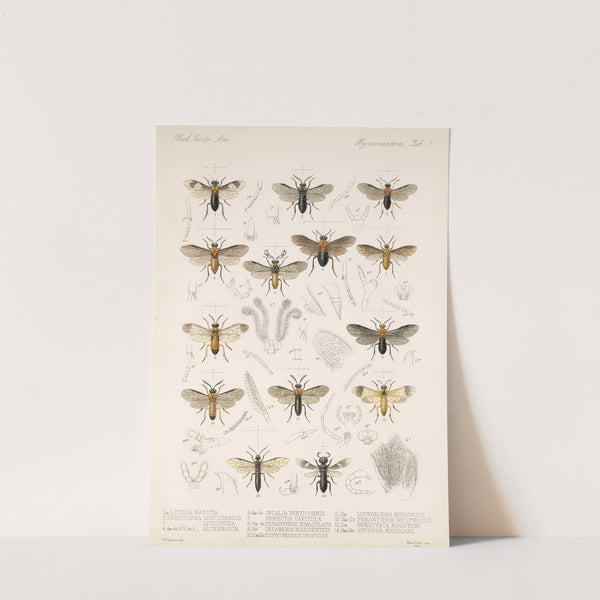 Insecta Hymenoptera Pl 03 by Frederick DuCane Godman