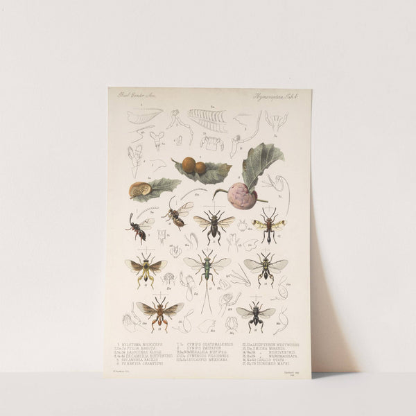 Insecta Hymenoptera Pl 04 by Frederick DuCane Godman