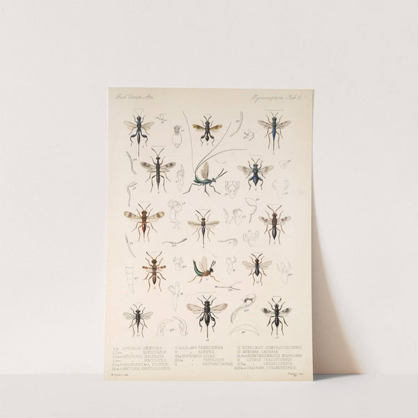 Insecta Hymenoptera Pl 06 by Frederick DuCane Godman