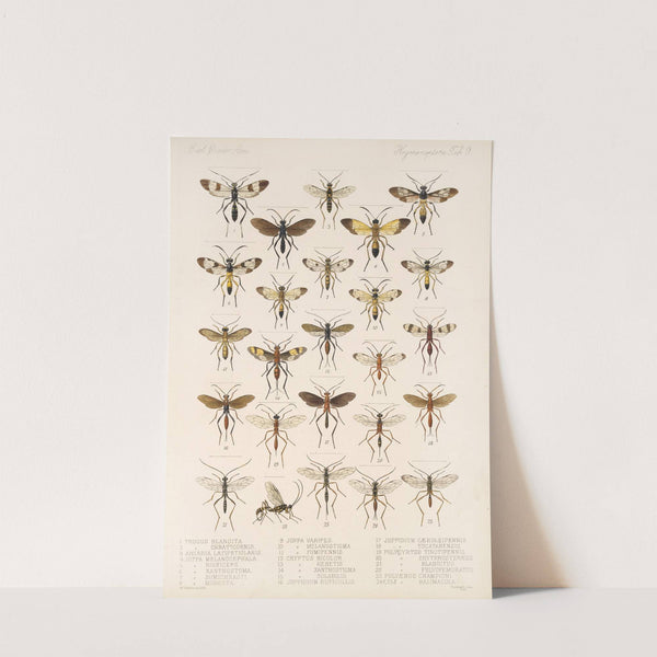 Insecta Hymenoptera Pl 09 by Frederick DuCane Godman