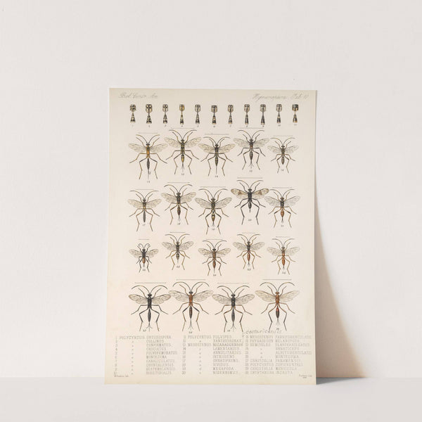 Insecta Hymenoptera Pl 10 by Frederick DuCane Godman