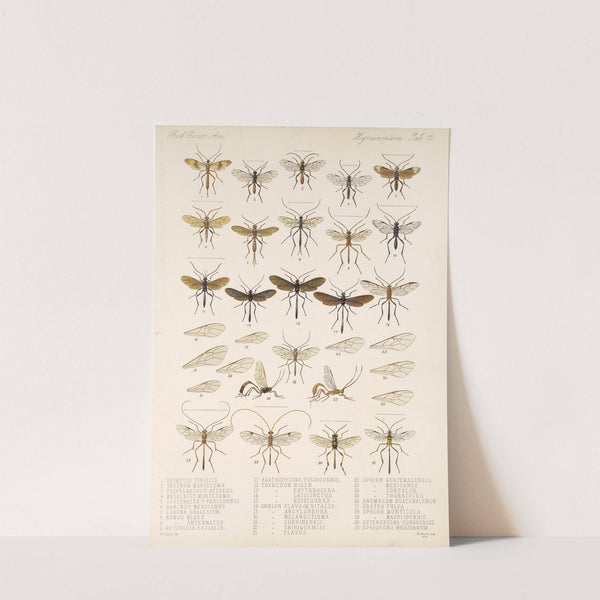 Insecta Hymenoptera Pl 12 by Frederick DuCane Godman