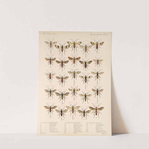 Insecta Hymenoptera Pl 14 by Frederick DuCane Godman