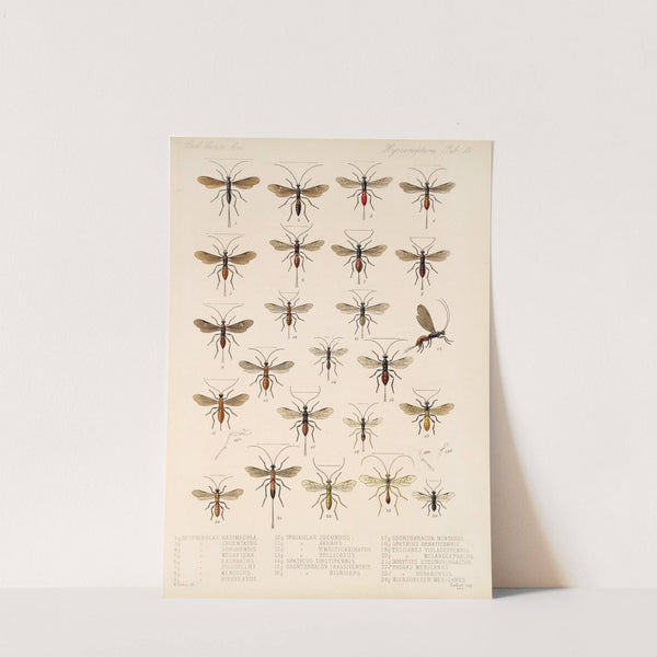 Insecta Hymenoptera Pl 15 by Frederick DuCane Godman