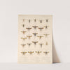 Insecta Hymenoptera Pl 16 by Frederick DuCane Godman