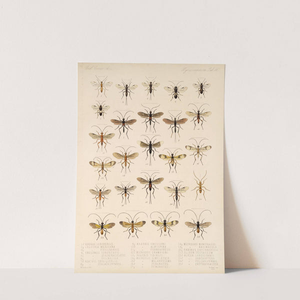 Insecta Hymenoptera Pl 16 by Frederick DuCane Godman