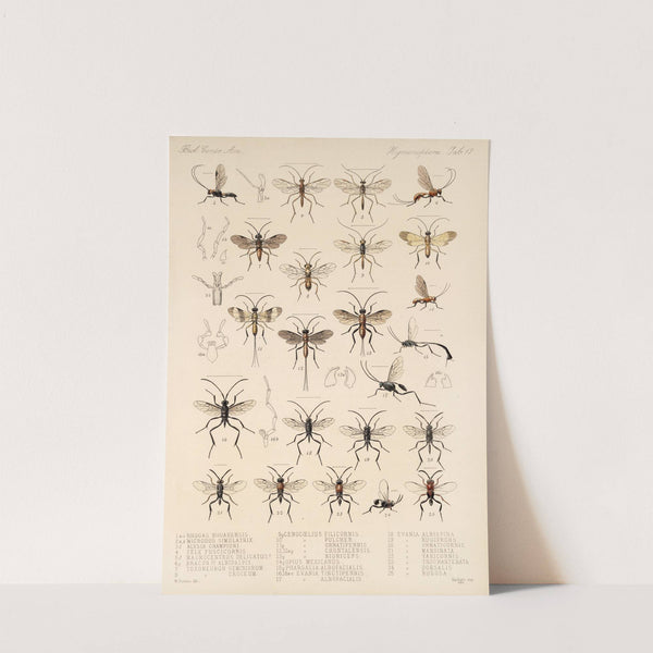 Insecta Hymenoptera Pl 17 by Frederick DuCane Godman