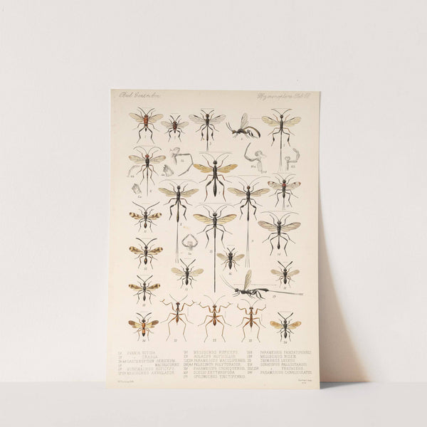 Insecta Hymenoptera Pl 18 by Frederick DuCane Godman