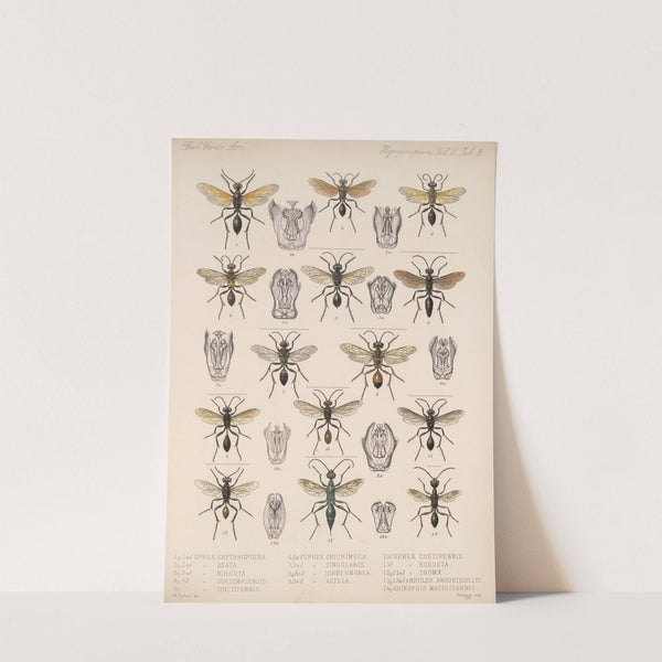 Insecta Hymenoptera Pl 23 by Frederick DuCane Godman