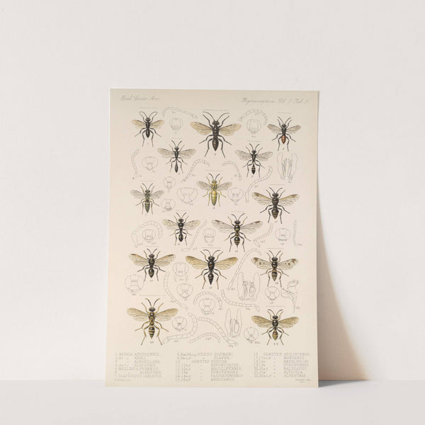 Insecta Hymenoptera Pl 25 by Frederick DuCane Godman