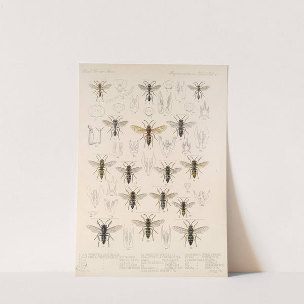 Insecta Hymenoptera Pl 26 by Frederick DuCane Godman
