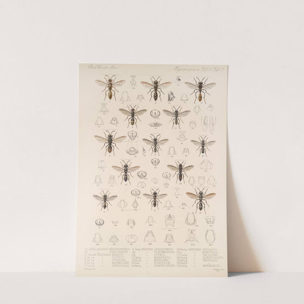 Insecta Hymenoptera Pl 27 by Frederick DuCane Godman