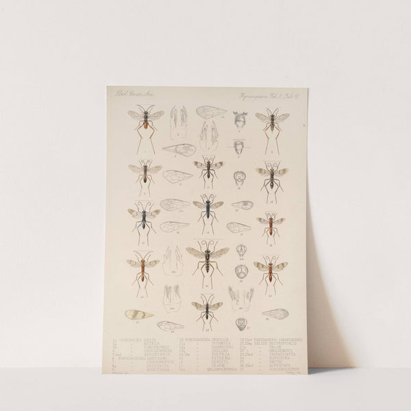 Insecta Hymenoptera Pl 30 by Frederick DuCane Godman