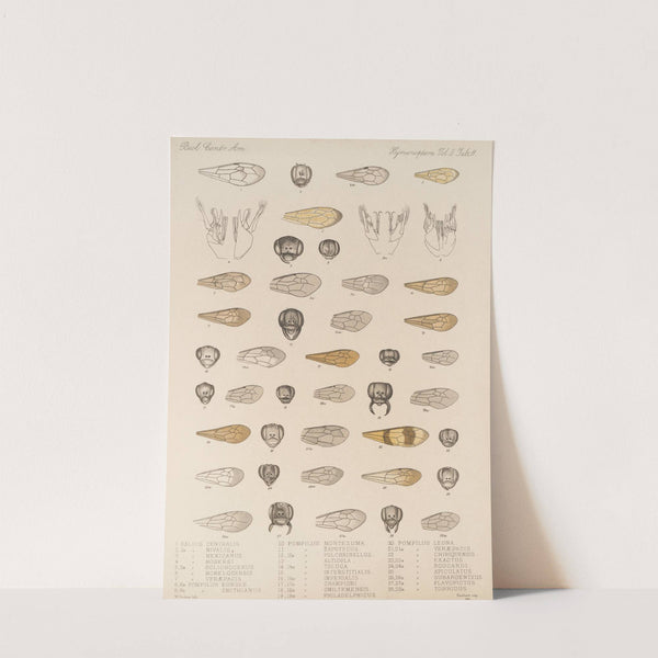 Insecta Hymenoptera Pl 31 by Frederick DuCane Godman