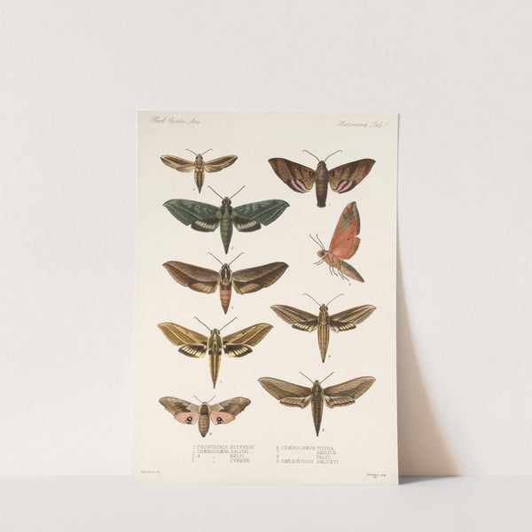 Insecta Lepidoptera-Heterocera Pl 001 by Frederick DuCane Godman