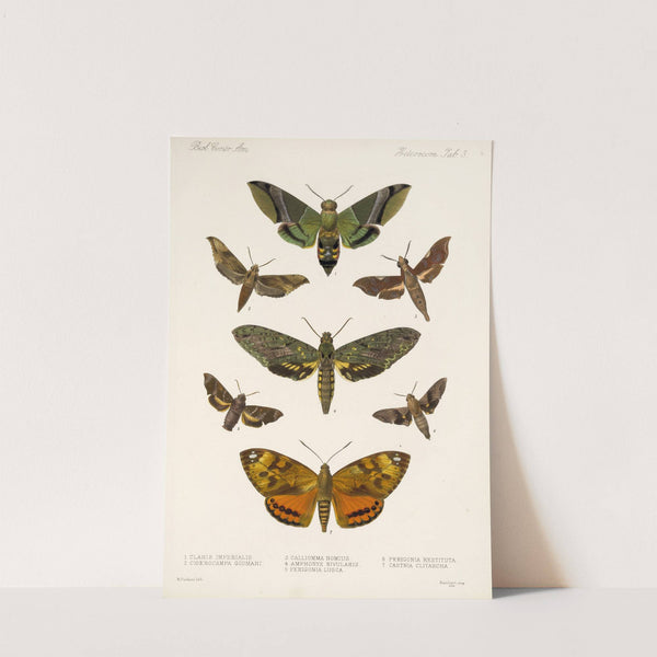 Insecta Lepidoptera-Heterocera Pl 003 by Frederick DuCane Godman