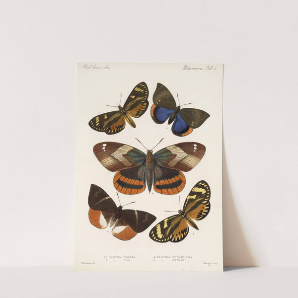 Insecta Lepidoptera-Heterocera Pl 004 by Frederick DuCane Godman