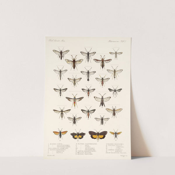 Insecta Lepidoptera-Heterocera Pl 005 by Frederick DuCane Godman