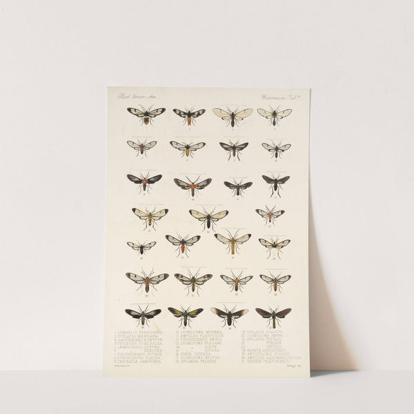 Insecta Lepidoptera-Heterocera Pl 007 by Frederick DuCane Godman