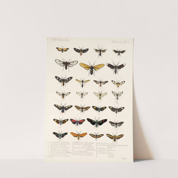 Insecta Lepidoptera-Heterocera Pl 008 by Frederick DuCane Godman