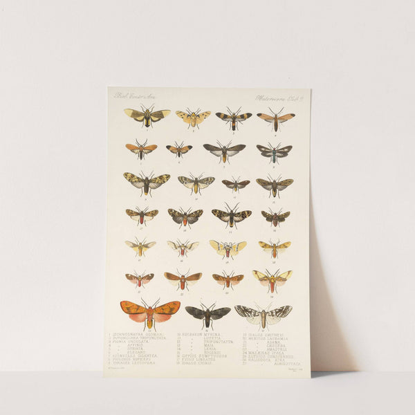 Insecta Lepidoptera-Heterocera Pl 009 by Frederick DuCane Godman