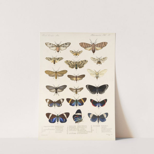 Insecta Lepidoptera-Heterocera Pl 010 by Frederick DuCane Godman