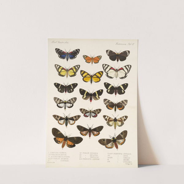 Insecta Lepidoptera-Heterocera Pl 011 by Frederick DuCane Godman