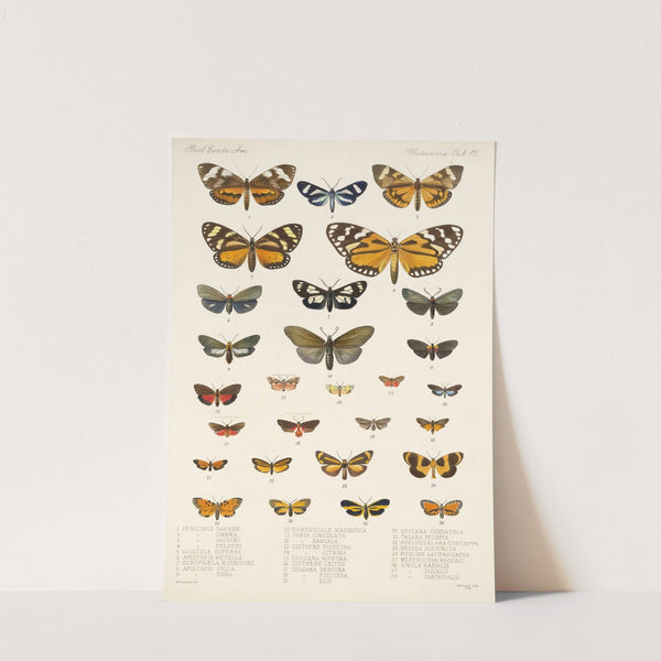 Insecta Lepidoptera-Heterocera Pl 012 by Frederick DuCane Godman