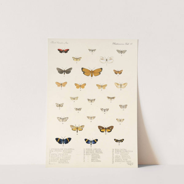 Insecta Lepidoptera-Heterocera Pl 013 by Frederick DuCane Godman