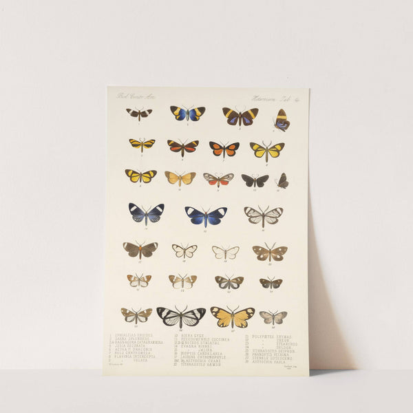 Insecta Lepidoptera-Heterocera Pl 014 by Frederick DuCane Godman