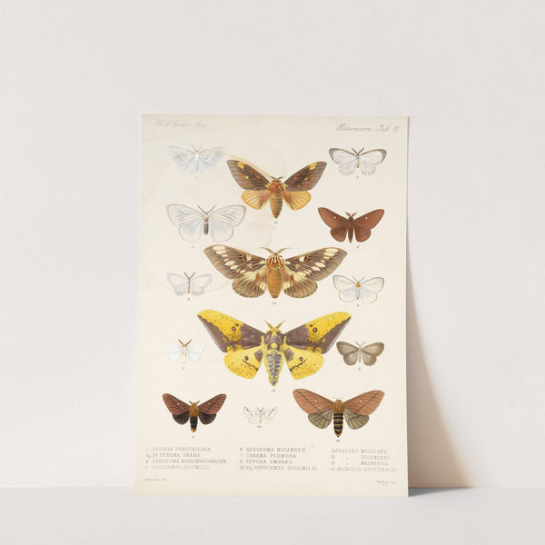 Insecta Lepidoptera-Heterocera Pl 015 by Frederick DuCane Godman