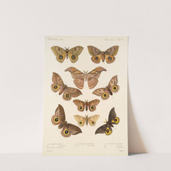 Insecta Lepidoptera-Heterocera Pl 017 by Frederick DuCane Godman