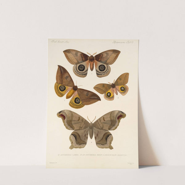 Insecta Lepidoptera-Heterocera Pl 018 by Frederick DuCane Godman