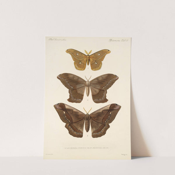 Insecta Lepidoptera-Heterocera Pl 019 by Frederick DuCane Godman