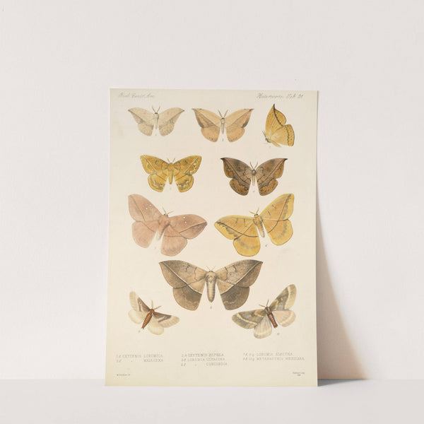 Insecta Lepidoptera-Heterocera Pl 021 by Frederick DuCane Godman