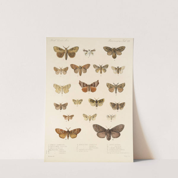 Insecta Lepidoptera-Heterocera Pl 022 by Frederick DuCane Godman