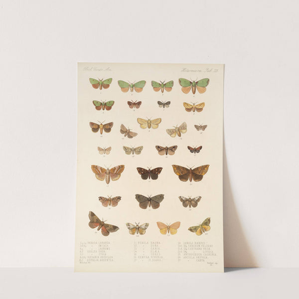 Insecta Lepidoptera-Heterocera Pl 023 by Frederick DuCane Godman