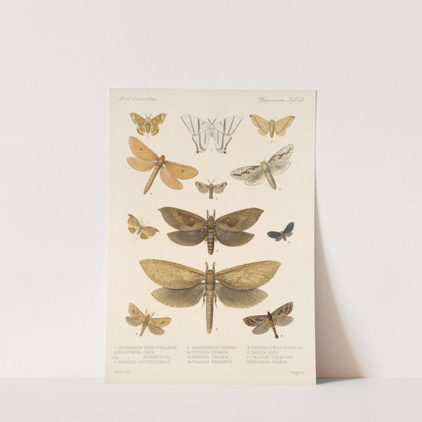 Insecta Lepidoptera-Heterocera Pl 024 by Frederick DuCane Godman