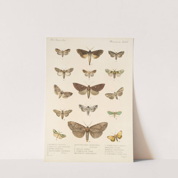 Insecta Lepidoptera-Heterocera Pl 025 by Frederick DuCane Godman