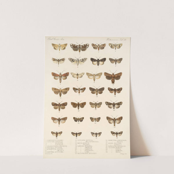 Insecta Lepidoptera-Heterocera Pl 026 by Frederick DuCane Godman