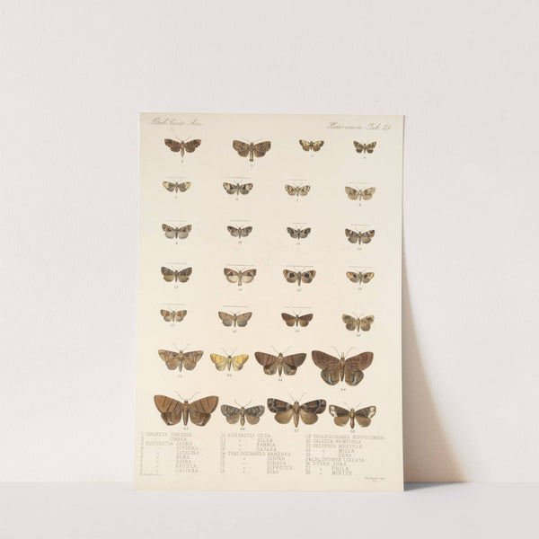 Insecta Lepidoptera-Heterocera Pl 029 by Frederick DuCane Godman