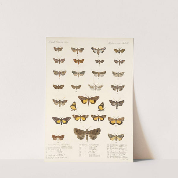 Insecta Lepidoptera-Heterocera Pl 030 by Frederick DuCane Godman