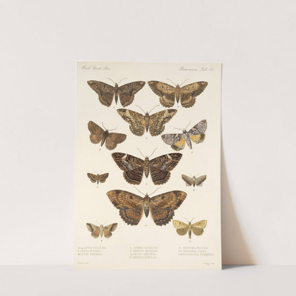 Insecta Lepidoptera-Heterocera Pl 032 by Frederick DuCane Godman