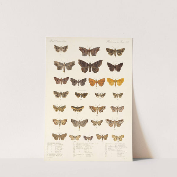 Insecta Lepidoptera-Heterocera Pl 033 by Frederick DuCane Godman