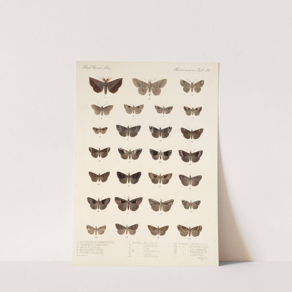 Insecta Lepidoptera-Heterocera Pl 034 by Frederick DuCane Godman